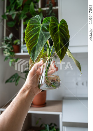 Hand holds glass jar with sprouts of Philodendron melanochrysum cuttings with roots. Plant propagate 119947862