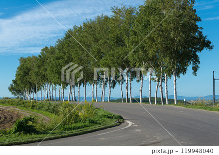 【セブンスターの木 近くの白樺並木　秋の風景】 119948040