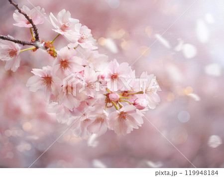 満開の桜をバックにしたピンクの花びら 119948184