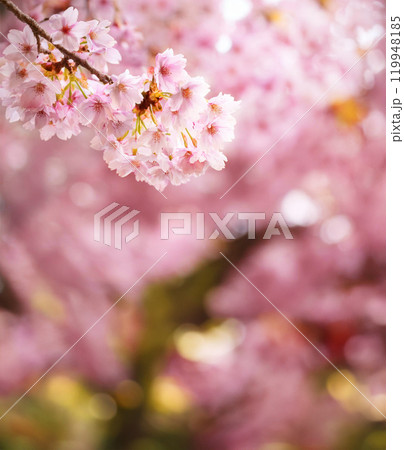 春の訪れを告げる桜 119948185