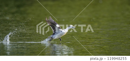 グリーンの水面を疾走するミコアイサ オス 119948255