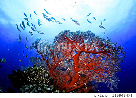 バラス東の根のイソバナとキンギョハナダイ 119948471