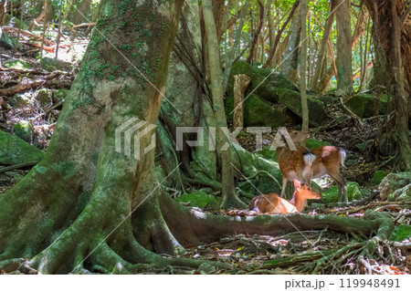 ヤクシカ くつろぐ 世界自然遺産屋久島(夏 ヤクシカ くつろぐ 世界自然遺産屋久島(夏 119948491