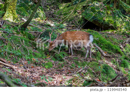 ヤクシカの雄　食事中　屋久島白谷雲水峡(夏 119948540