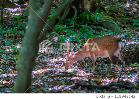 ヤクシカの雄　採餌　世界自然遺産屋久島(夏 119948542