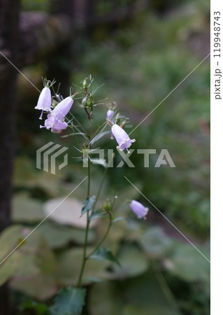山に咲く可憐な釣り鐘人参の花 山に咲く可憐な釣り鐘人参の花 119948743