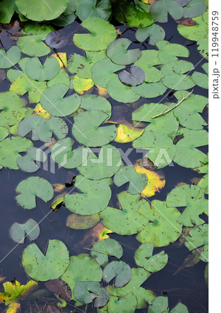 リリーパッド リリーパッド 119948759