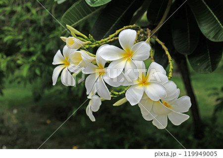 Champa White Flower Laos Bright white and fragrant. Champa White Flower Laos Bright white and fragrant. 119949005