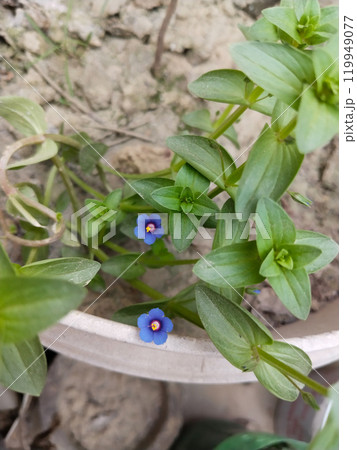 Anagallis arvensis, commonly known as the scarlet pimpernel, red pimpernel, red chickweed, poor man's barometer, poor man's weather-glass 119949077