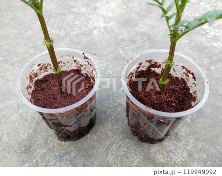 marigold cuttings planted in Coco peat to make root cuttings in a disposal glass marigold cuttings planted in Coco peat to make root cuttings in a disposal glass 119949092