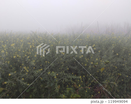 Yellow flowers of mustard on a foggy with dew drops morning in the countryside Yellow flowers of mustard on a foggy with dew drops morning in the countryside 119949094