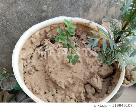 growing rose plant in bucket at home. growing rose plant in bucket at home. 119949107