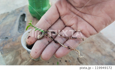 Taproot lemon citrus plant removing form cocopeat soil for repoting 119949172