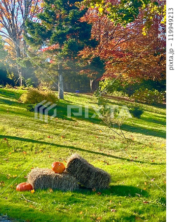 小春日和の美しい秋の紅葉の写真 119949213