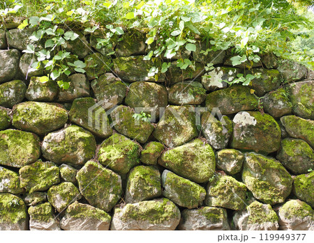 苔むした石垣 119949377