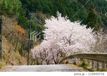 桜の道 桜の道 119949738