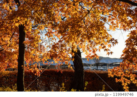 手前の鮮やかな紅葉と遠方の山の構図 119949746