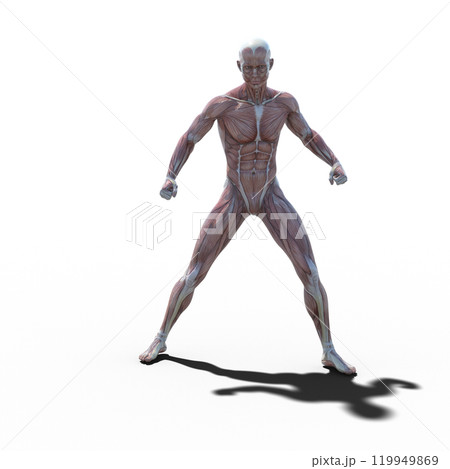筋肉標本　男性　　perming3DCGイラスト素材 119949869