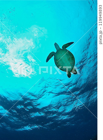 ウミガメ 119949893