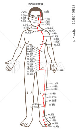 鍼灸の経穴、足の陽明胃経、ツボのイラスト 119949918