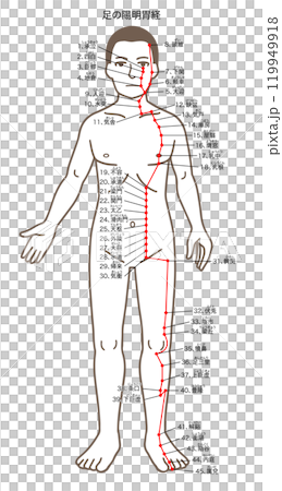 鍼灸の経穴、足の陽明胃経、ツボのイラスト 119949918