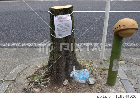 撤去作業によって伐採された街路樹(名古屋市) 撤去作業によって伐採された街路樹(名古屋市) 119949920
