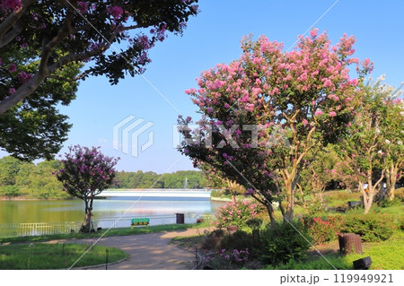 植物園の花と池の風景（長居植物園） 119949921