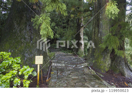 熊野古道　大門坂　夫婦杉　和歌山県那智勝浦町 119950023