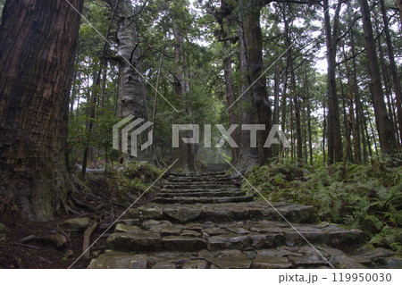 熊野古道　大門坂　和歌山県那智勝浦町 119950030