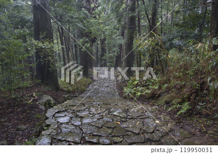 熊野古道 大門坂 和歌山県那智勝浦町 熊野古道 大門坂 和歌山県那智勝浦町 119950031