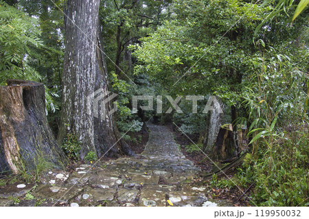 熊野古道　大門坂　和歌山県那智勝浦町 119950032
