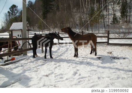Two brown and black happy horses playing together friendly at Baikal Horse-Riding and Tourist Center. Baikal , Russia. 119950092