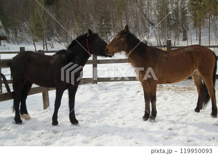 Two brown and black happy horses playing together friendly at Baikal Horse-Riding and Tourist Center. Baikal , Russia. 119950093