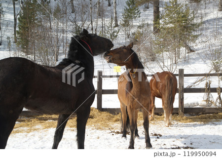 Two brown and black happy horses playing together friendly at Baikal Horse-Riding and Tourist Center. Baikal , Russia. 119950094