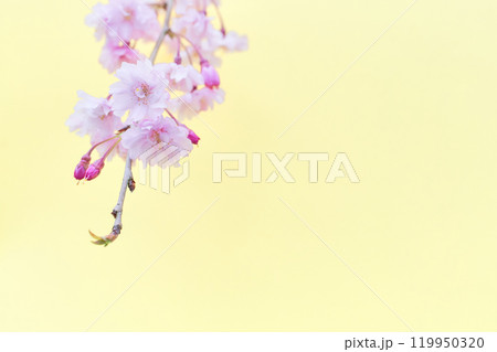 ふんわりとした枝垂れ桜の花のアップ 薄黄色背景 ふんわりとした枝垂れ桜の花のアップ 薄黄色背景 119950320