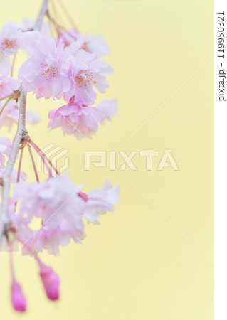ふんわりとした枝垂れ桜の花のアップ　薄黄色背景 119950321
