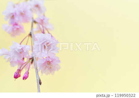 ふんわりとした枝垂れ桜の花のアップ 薄黄色背景 ふんわりとした枝垂れ桜の花のアップ 薄黄色背景 119950322