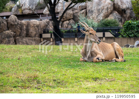 見つめるエランド 見つめるエランド 119950595