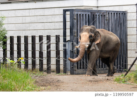 歩き出すインドゾウ 119950597