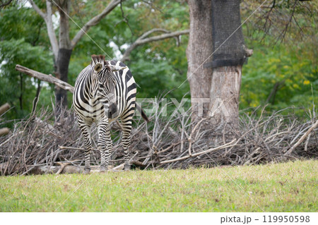 見つめるグラントシマウマ 119950598