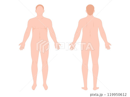 Man body front and back view. 119950612