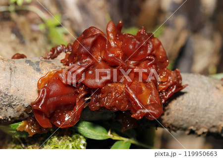 ヌルヌルビラビラなヒダ状塊、フクロキクラゲ茸(晴天下・自然光・マクロ撮影) ヌルヌルビラビラなヒダ状塊、フクロキクラゲ茸(晴天下・自然光・マクロ撮影) 119950663