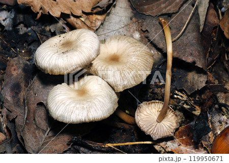 複数のハラタケ目キノコ(表の笠、裏ヒダセット画像・ストロボ+マクロ撮影) 複数のハラタケ目キノコ(表の笠、裏ヒダセット画像・ストロボ+マクロ撮影) 119950671
