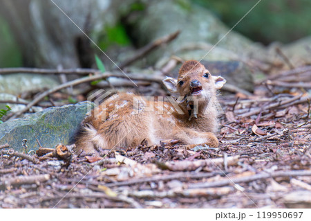 ヤクシカの子ども　世界自然遺産屋久島(夏 119950697