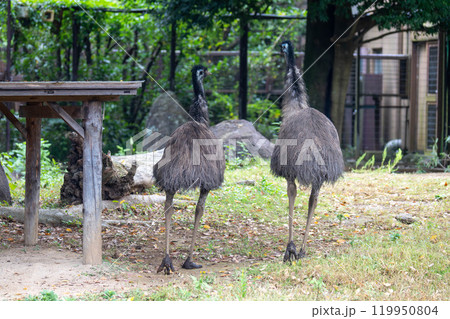 2羽のエミューの後ろ姿 2羽のエミューの後ろ姿 119950804