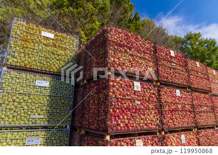 津軽のリンゴの集積所 119950868