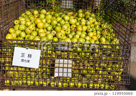 津軽のリンゴの集積所 119950869