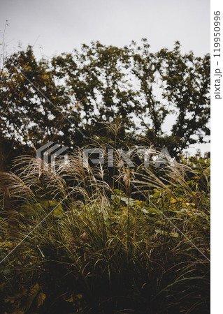 もの寂しい秋の公園 119950996