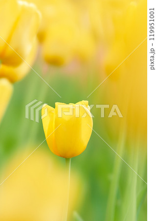 一輪の元気の出る黄色いチューリップの花のアップ 119951001