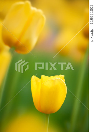 クラシカルな雰囲気の一輪の黄色いチューリップの花 クラシカルな雰囲気の一輪の黄色いチューリップの花 119951003